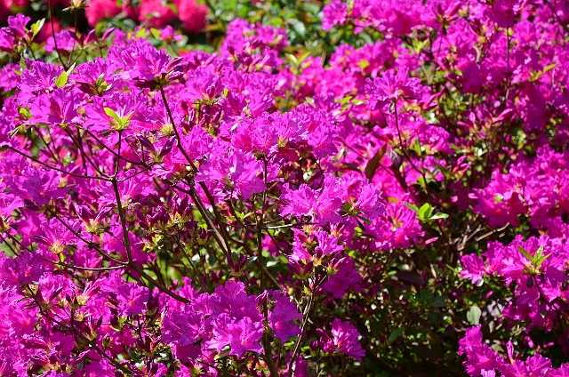 25 05 13_3131.JPG - CENTRAL GARDENS - BOURNEMOUTH - MAY 2013